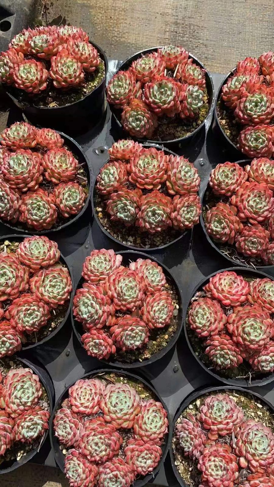 12株 ピンクヒメレン 多肉植物 エケベリア セダム アエオニウム グラプトペタルム 韓国苗 寄せ植え RC 2098