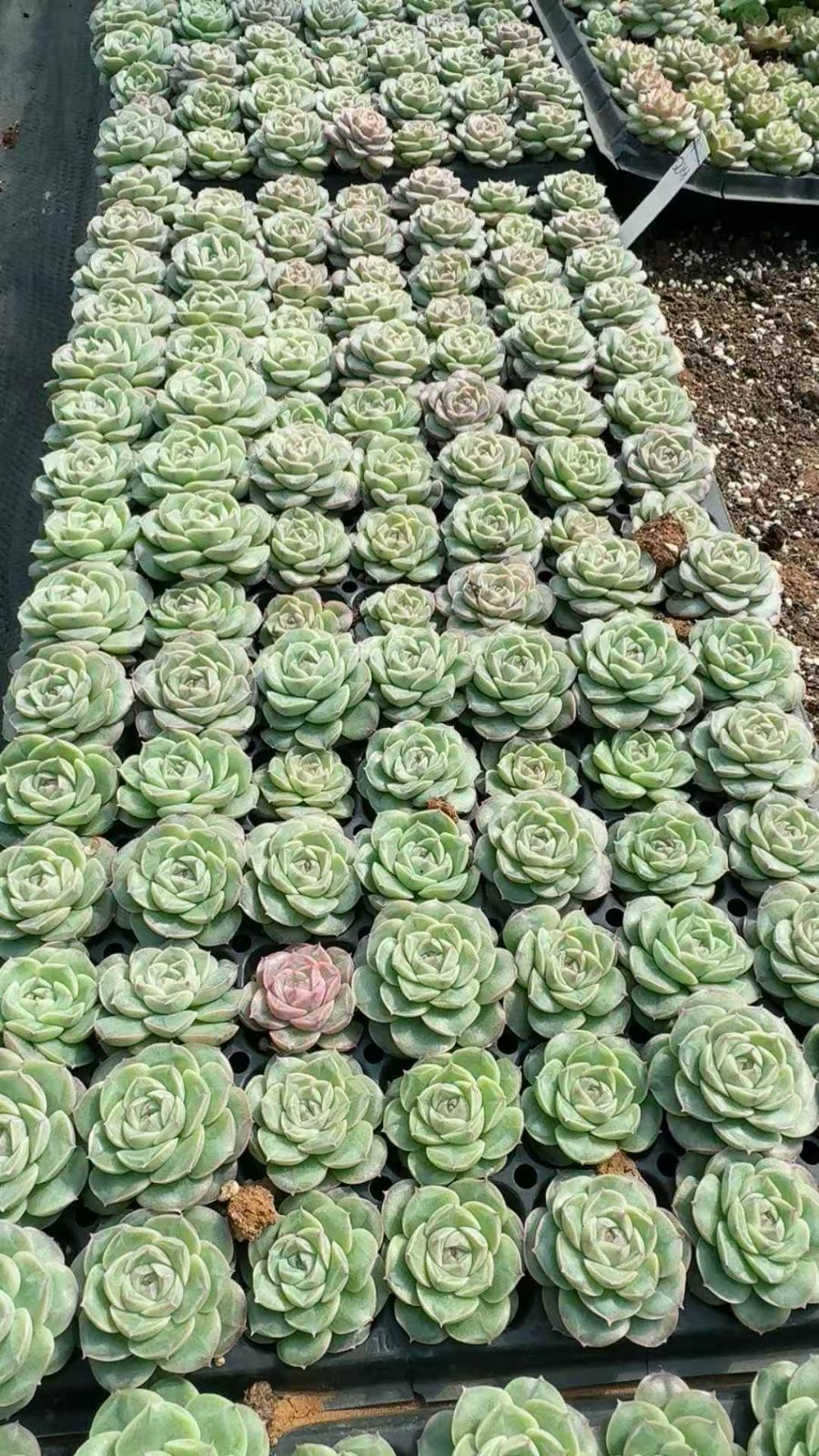 105苗×ジョウオウデンカ 多肉植物 エケベリア セダム アエオニウム グラプトペタルム 韓国苗 寄せ植え XQ 289