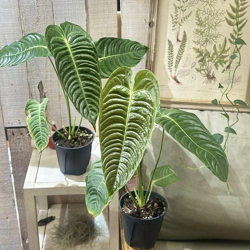 s*i様 【極太】フェニックス・ロベレニー 3本立ち 葉先80cm 希少株 j*m様 フェニックス・ロベレニー 3本立ち 葉先80cm 希少株 観葉植物