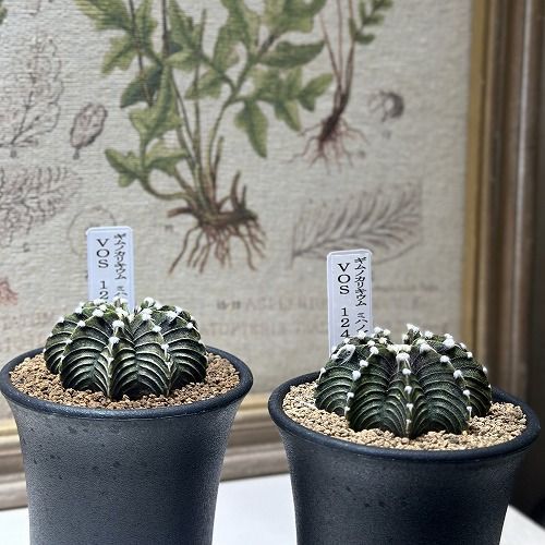 観葉植物 ギムノカリキウム ミハノビッチ VOS 1241 2.5号(個体おまかせ