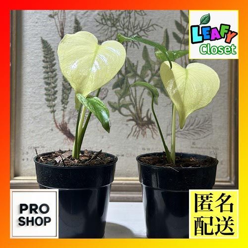 N2 モンステラ デリシオーサ ホワイトモンスター 天津蘭 モンステラ　デリシオサ　ホワイトモンスター　2【現品】☆希少☆ 観葉植物　室内