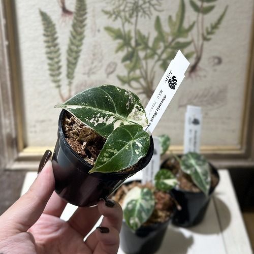 3号硬質ポット 個体おまかせ1鉢