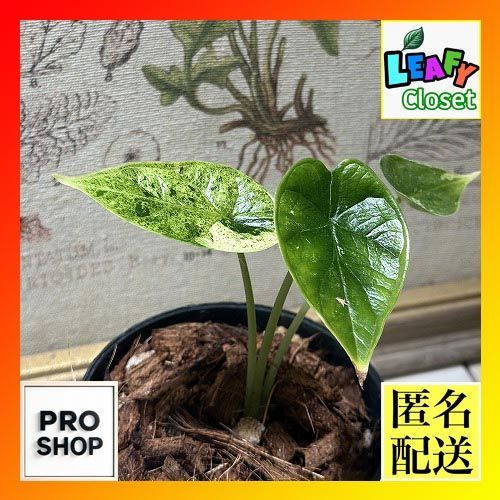 観葉植物 アロカシア ドラゴンスケール ミント 3号鉢硬質ポット(個体おまかせ1鉢) インテリアグリーン 室内園芸 おしゃれ 可愛い かわいい(506668)