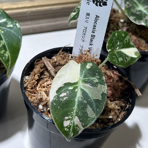 観葉植物 アロカシア ブラックベルベット ピンク斑 3号硬質ポット 個体おまかせ1鉢 インテリアグリーン 室内園芸 おしゃれ かわいい 506667