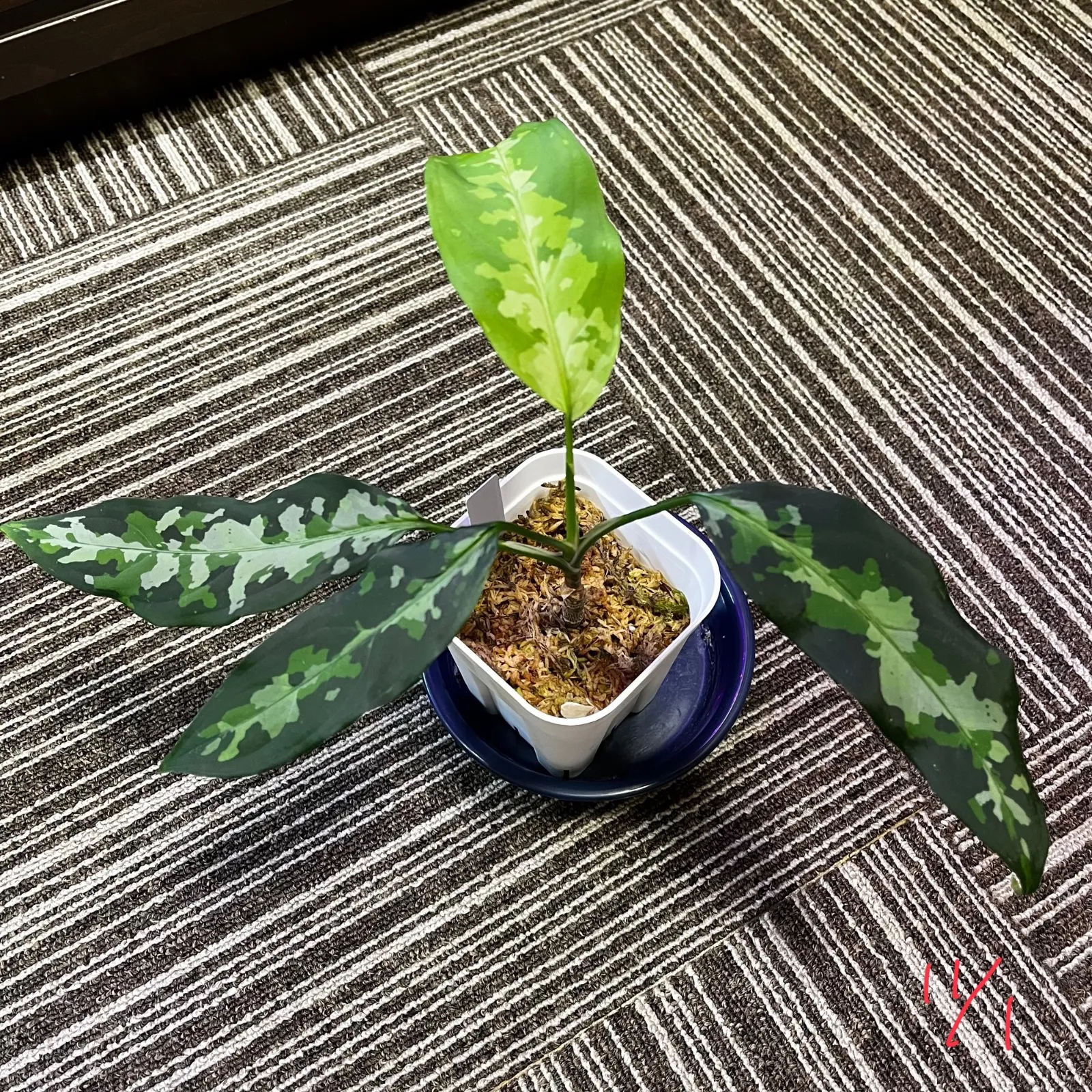 アグラオネマピクタム/aglaonema/マルチカラー 【公式通販】