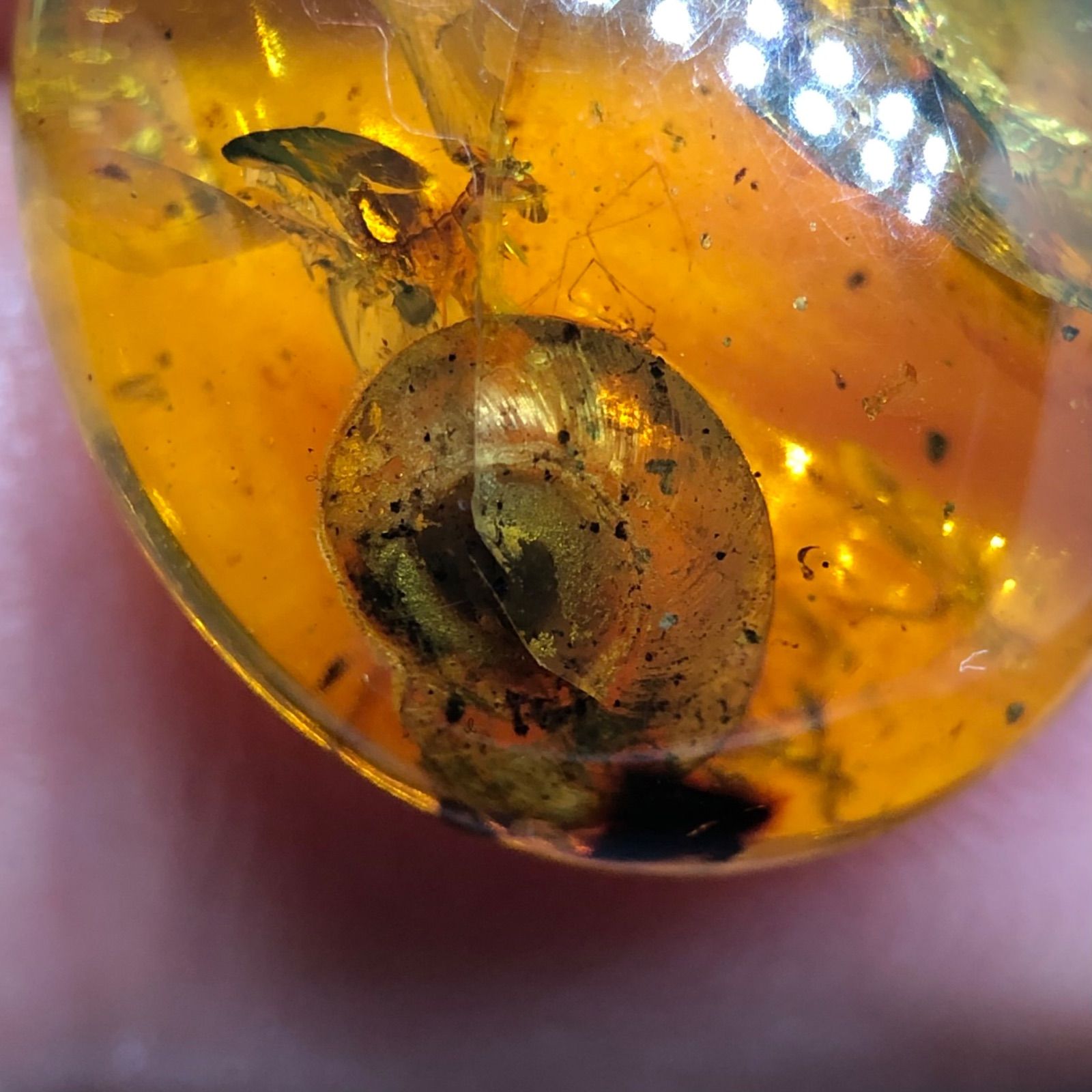 希少] 天然 非加熱 虫入り琥珀 ルース バーマイト かたつむり 8.95ct 1