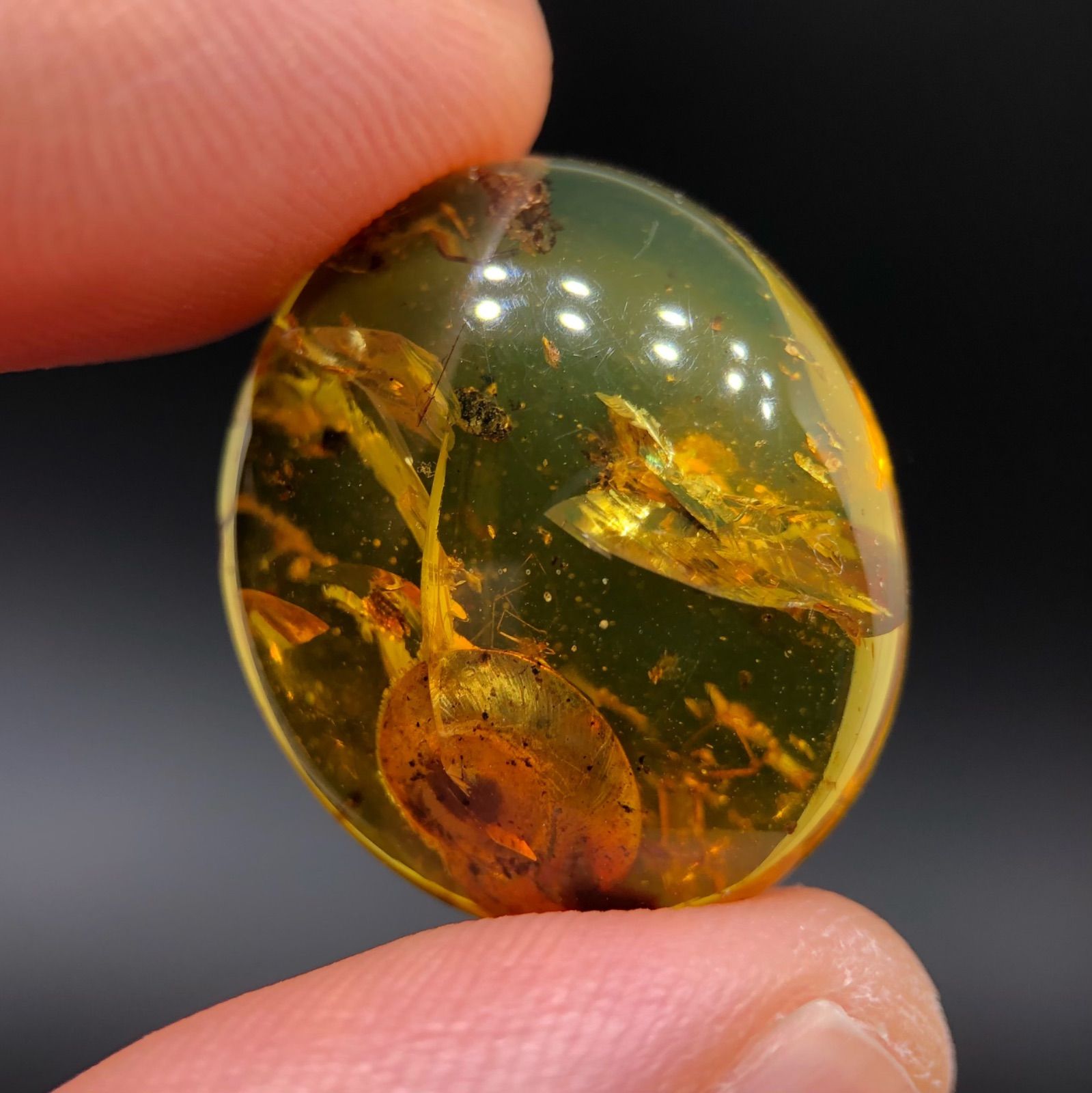 希少] 天然 非加熱 虫入り琥珀 ルース バーマイト かたつむり 8.95ct 1