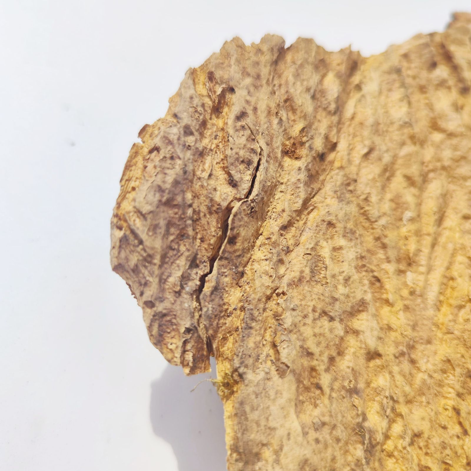 c785 お買得品 ポルトガル産 厚め コルク樹皮 コルク板 バージンコルク