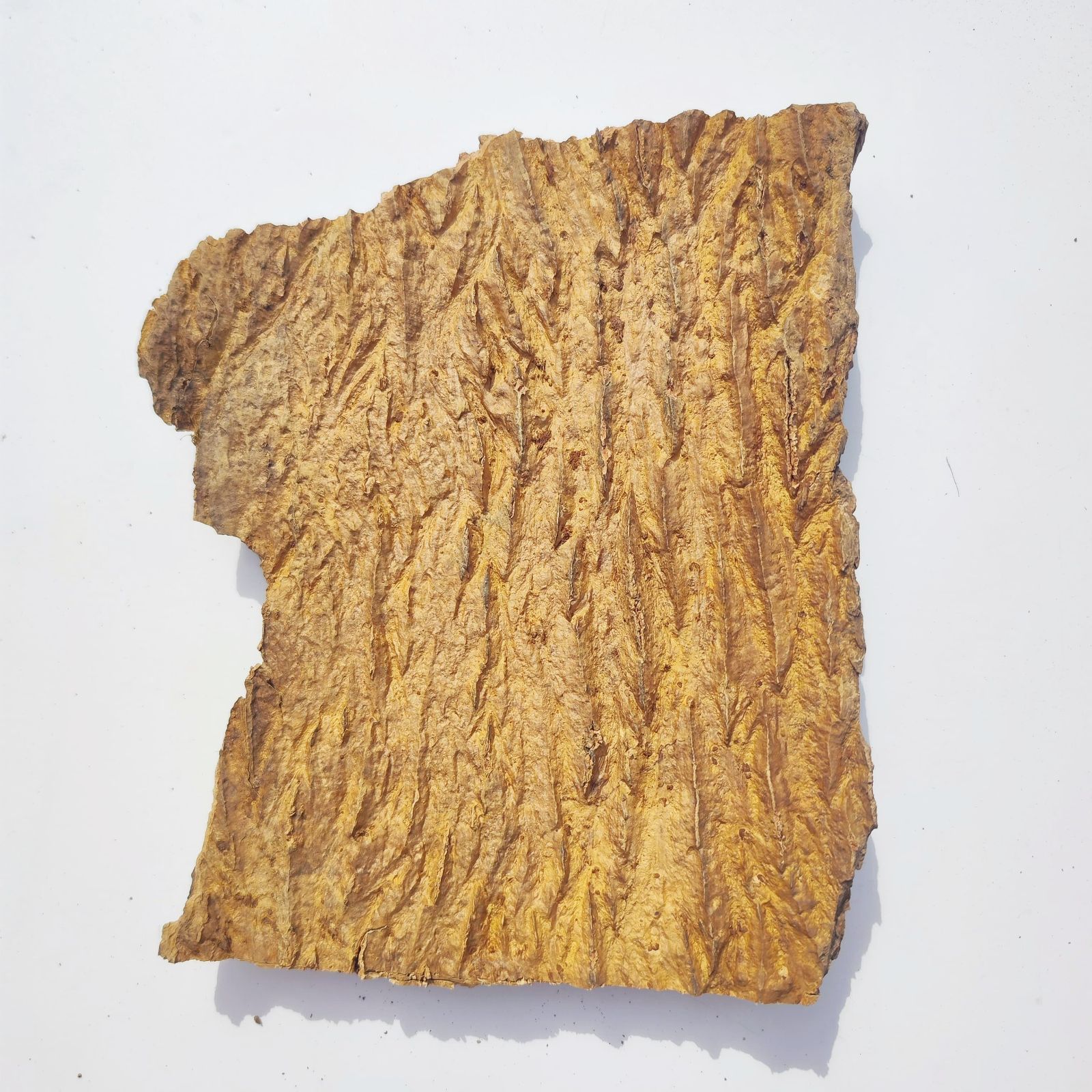 c785 お買得品 ポルトガル産 厚め コルク樹皮 コルク板 バージンコルク