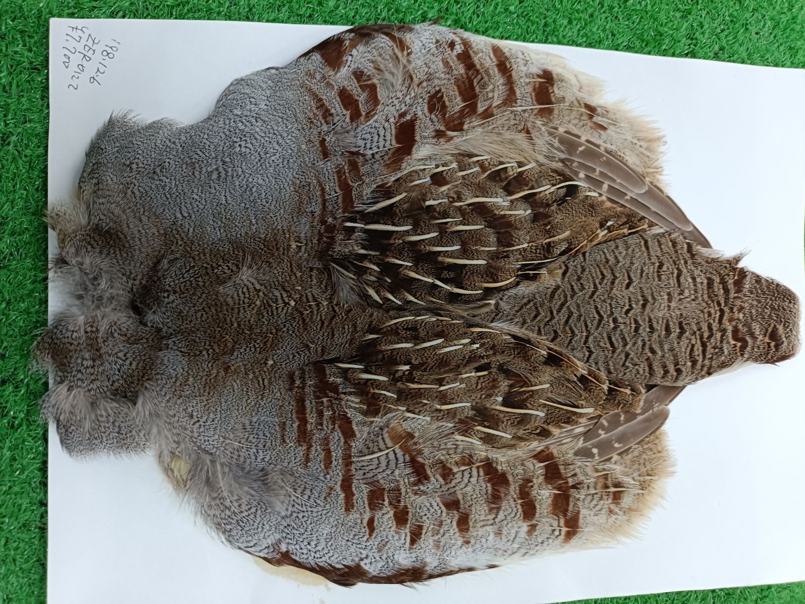 フライ マテリアル セット ＃ ホワイティング ホフマン ハックル