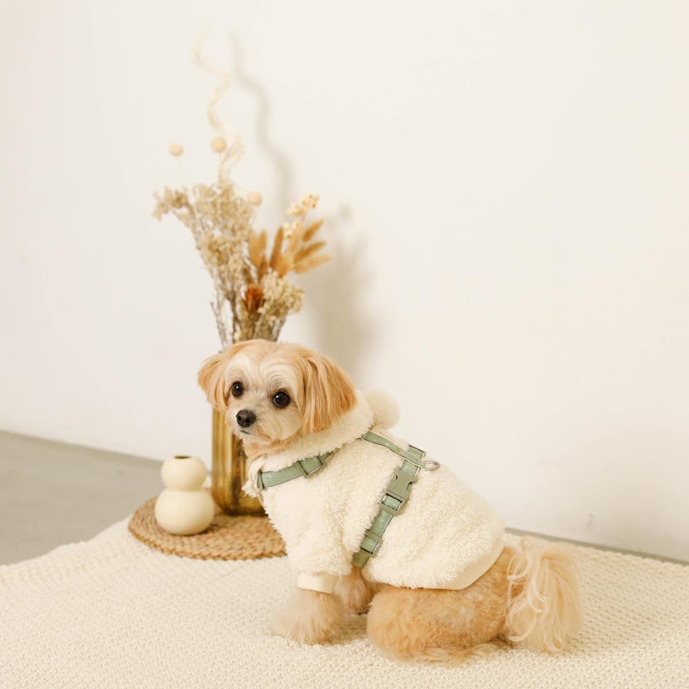 トイプードル チワワ