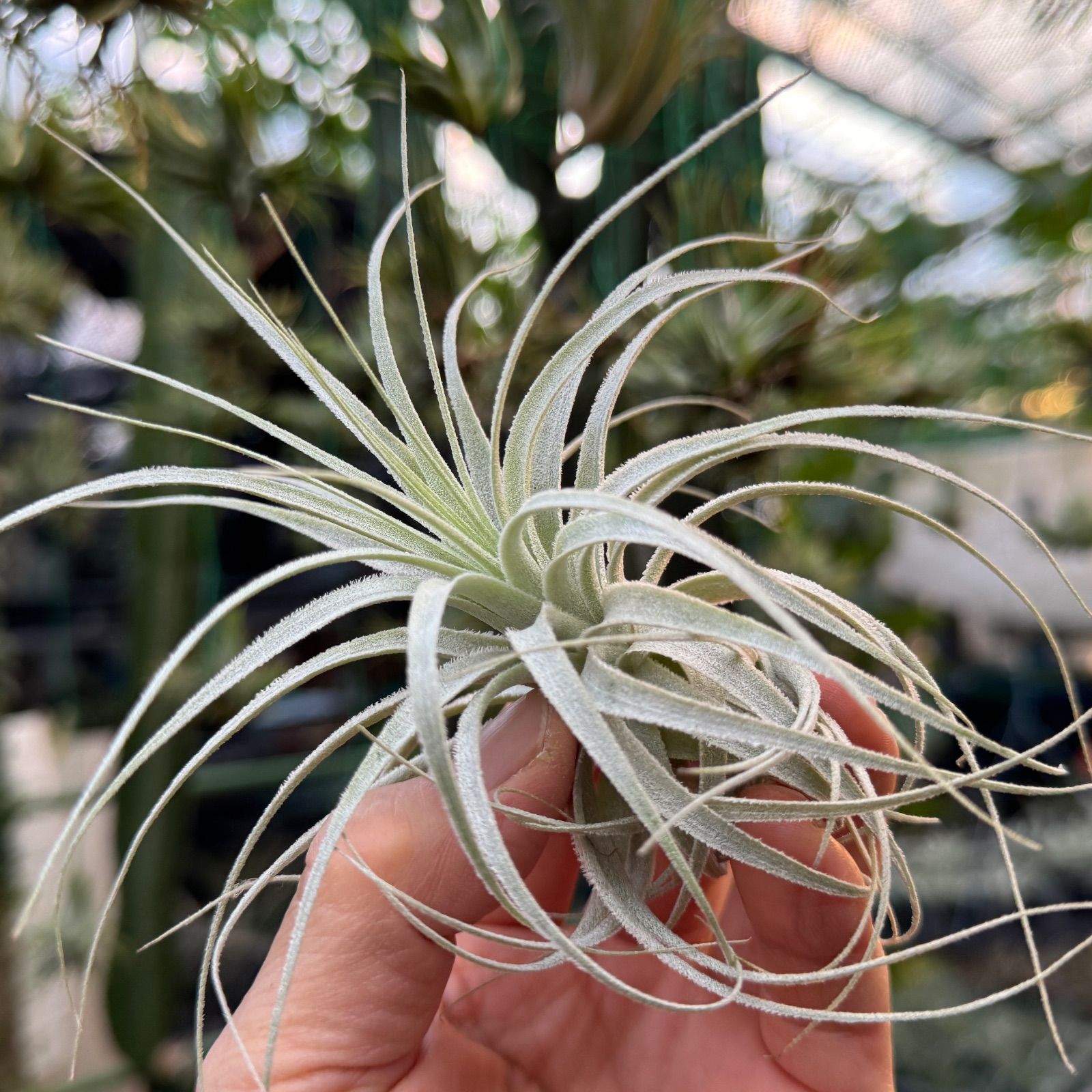 チランジア チャペウエンシス Tillandsia chapeuensis＊エアプランツ