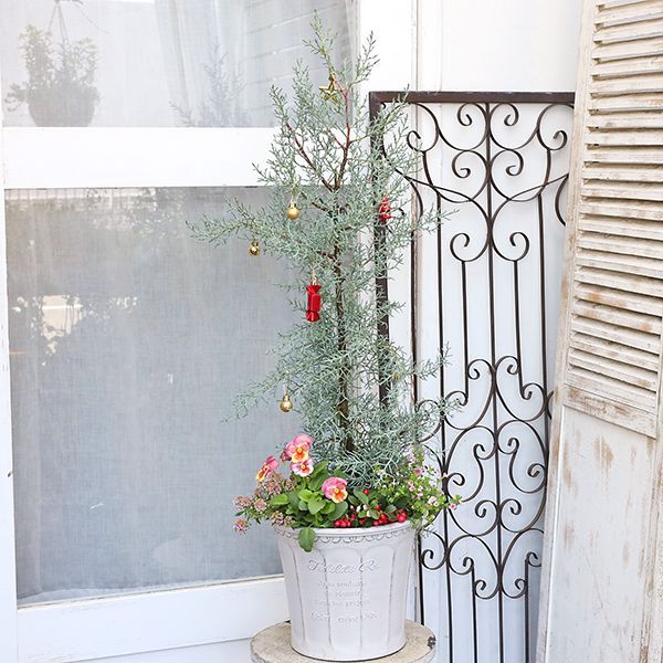 ツリー 季節の花寄せ植え