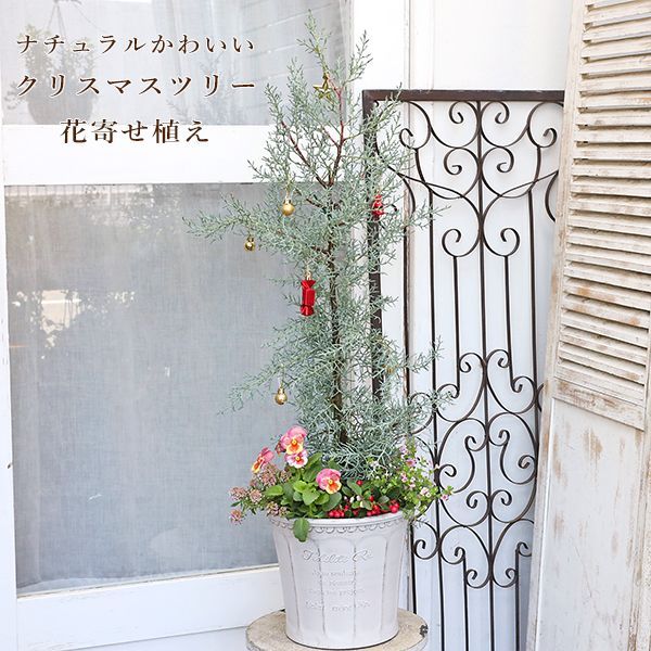 現品販売 クリスマスツリー 季節の花寄せ植え コニファー&チェッカーベリー ナチュラル樹脂ポットwhite