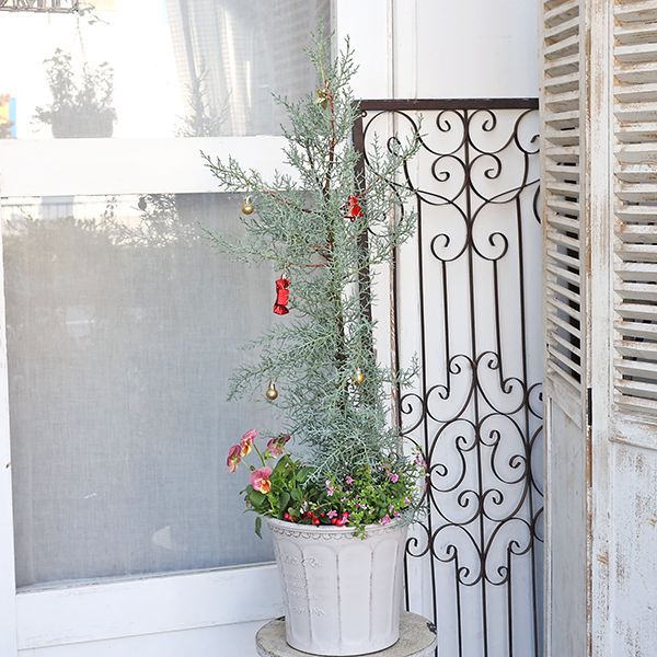 現品販売 ツリー 季節の花寄せ植え コニファー&チェッカーベリー ナチュラル樹脂ポットwhite 鉢花 生花