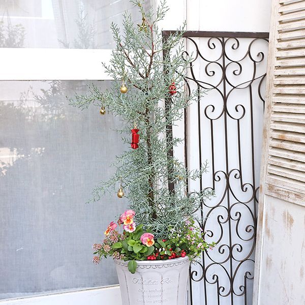 現品販売 クリスマスツリー 季節の花寄せ植え コニファー&チェッカーベリー ナチュラル樹脂ポットwhite