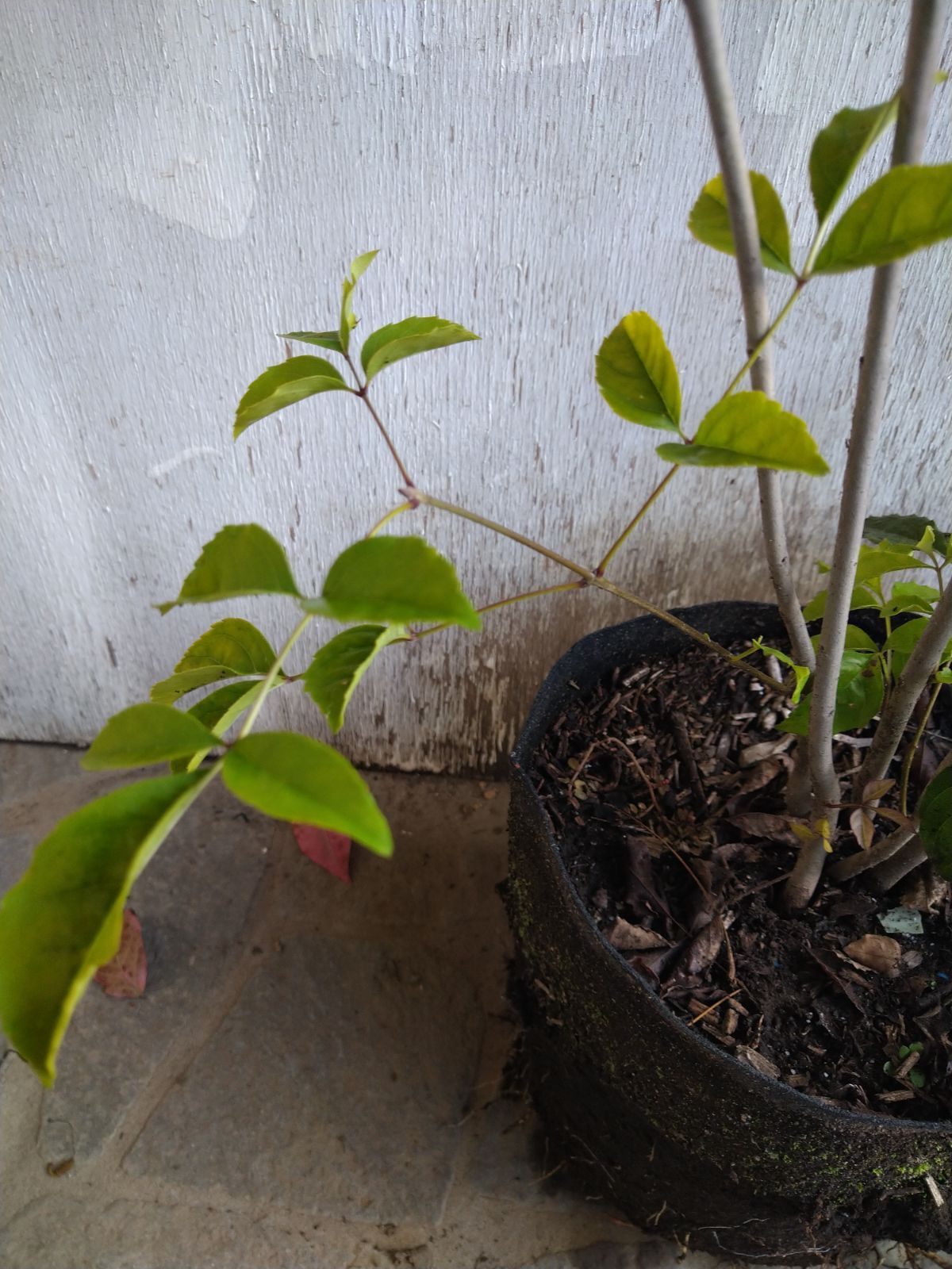 アオダモ株立ち㊱ グリロケ掲載情報 アオダモ株立ち 畑もの | 八進緑