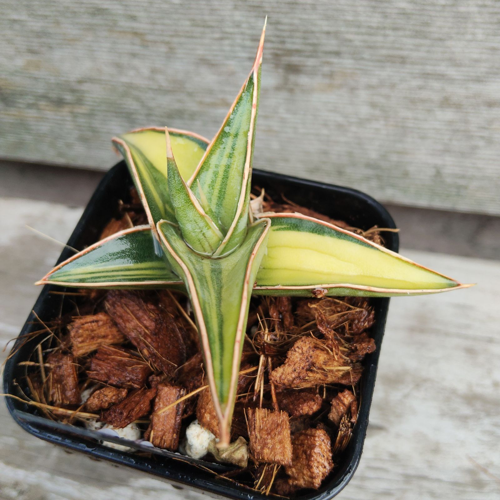 g27サンスベリア 斑入りラブラノス23251 Sansevieria Lav23251