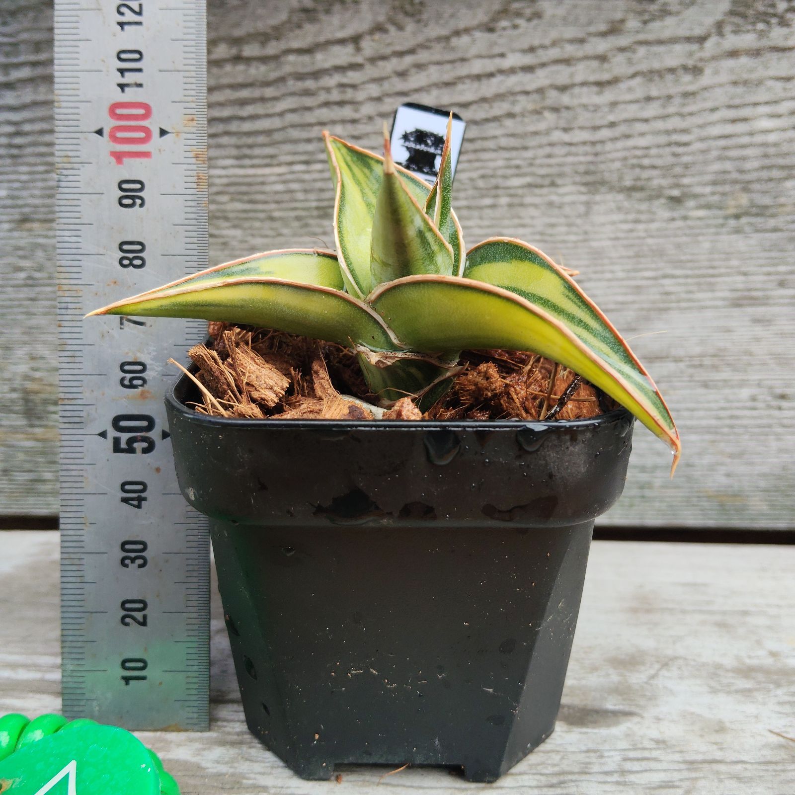 g27サンスベリア 斑入りラブラノス23251 Sansevieria Lav23251