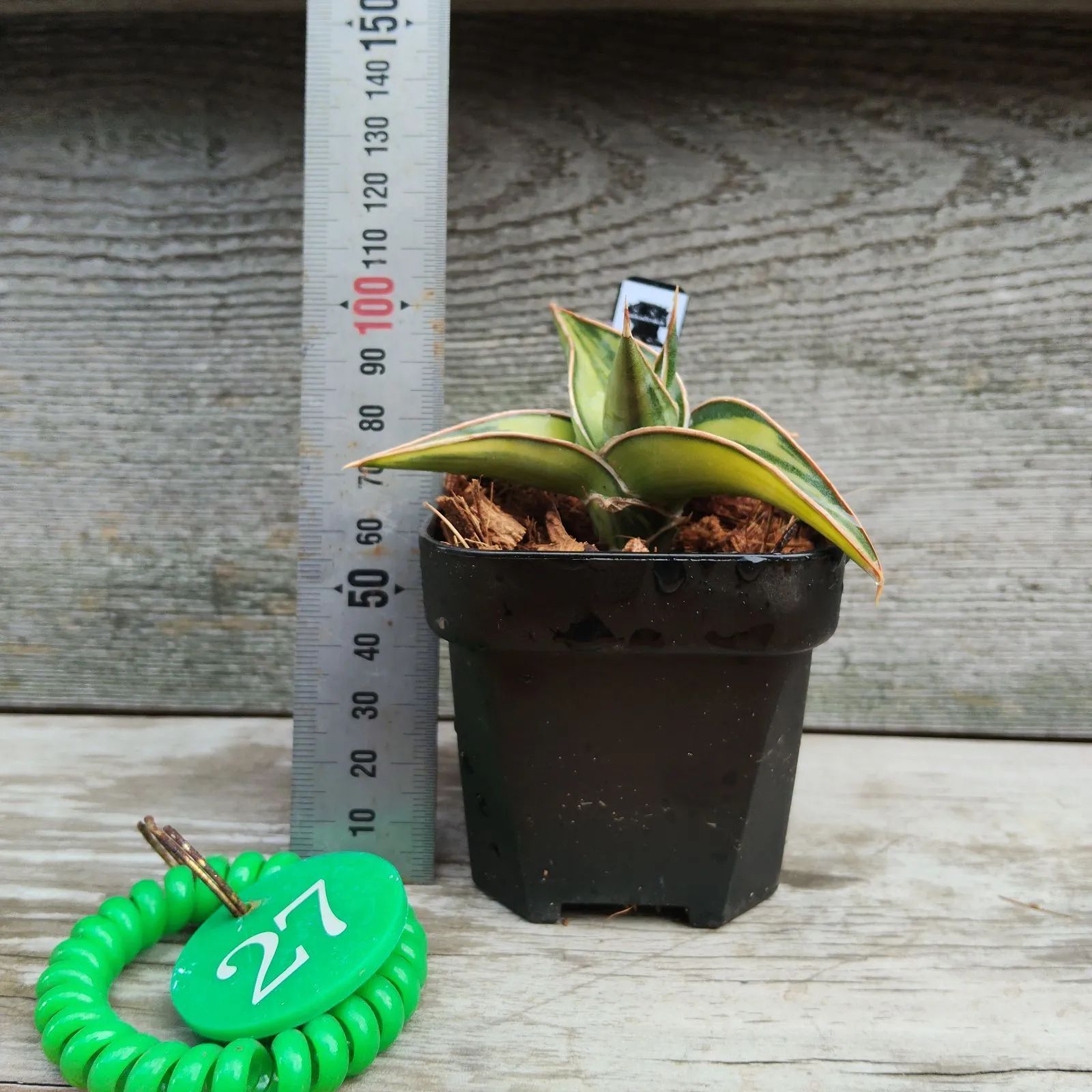 g27サンスベリア 斑入りラブラノス23251 Sansevieria Lav23251