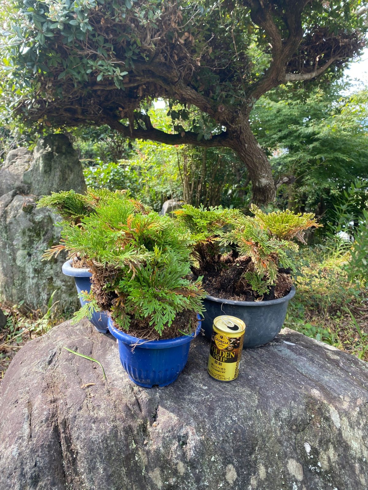 天然 岩松盆栽 イワヒバ【鉢付き3点セット】 - メルカリ