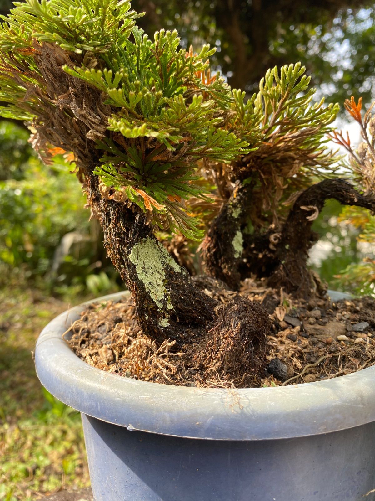 天然 岩松盆栽 イワヒバ【鉢付き3点セット】 - メルカリ