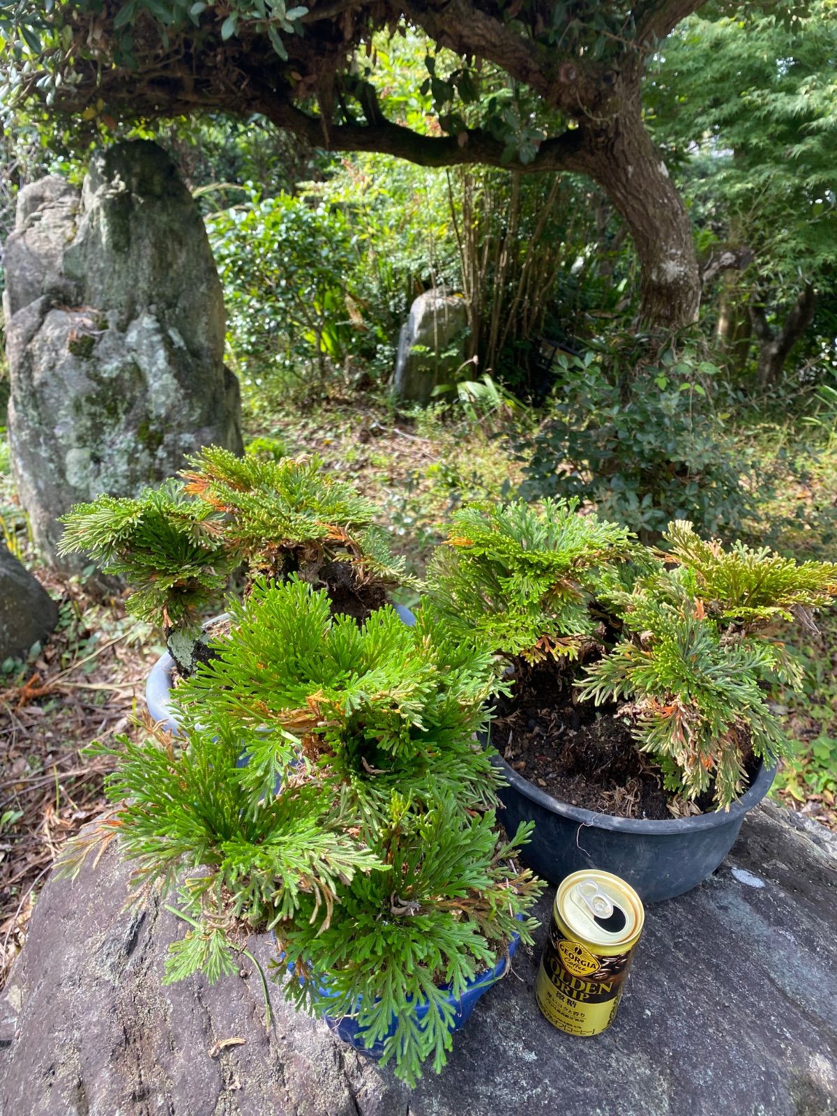 天然 岩松盆栽 イワヒバ【鉢付き3点セット】 - メルカリ