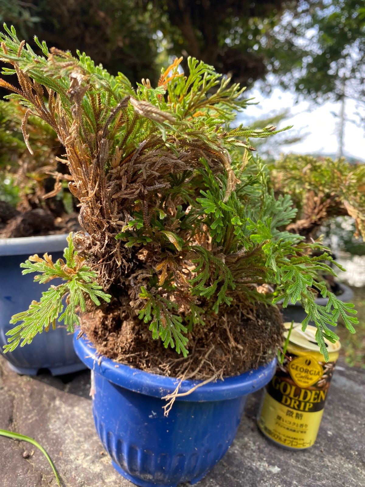 天然 岩松盆栽 イワヒバ【鉢付き3点セット】 - メルカリ