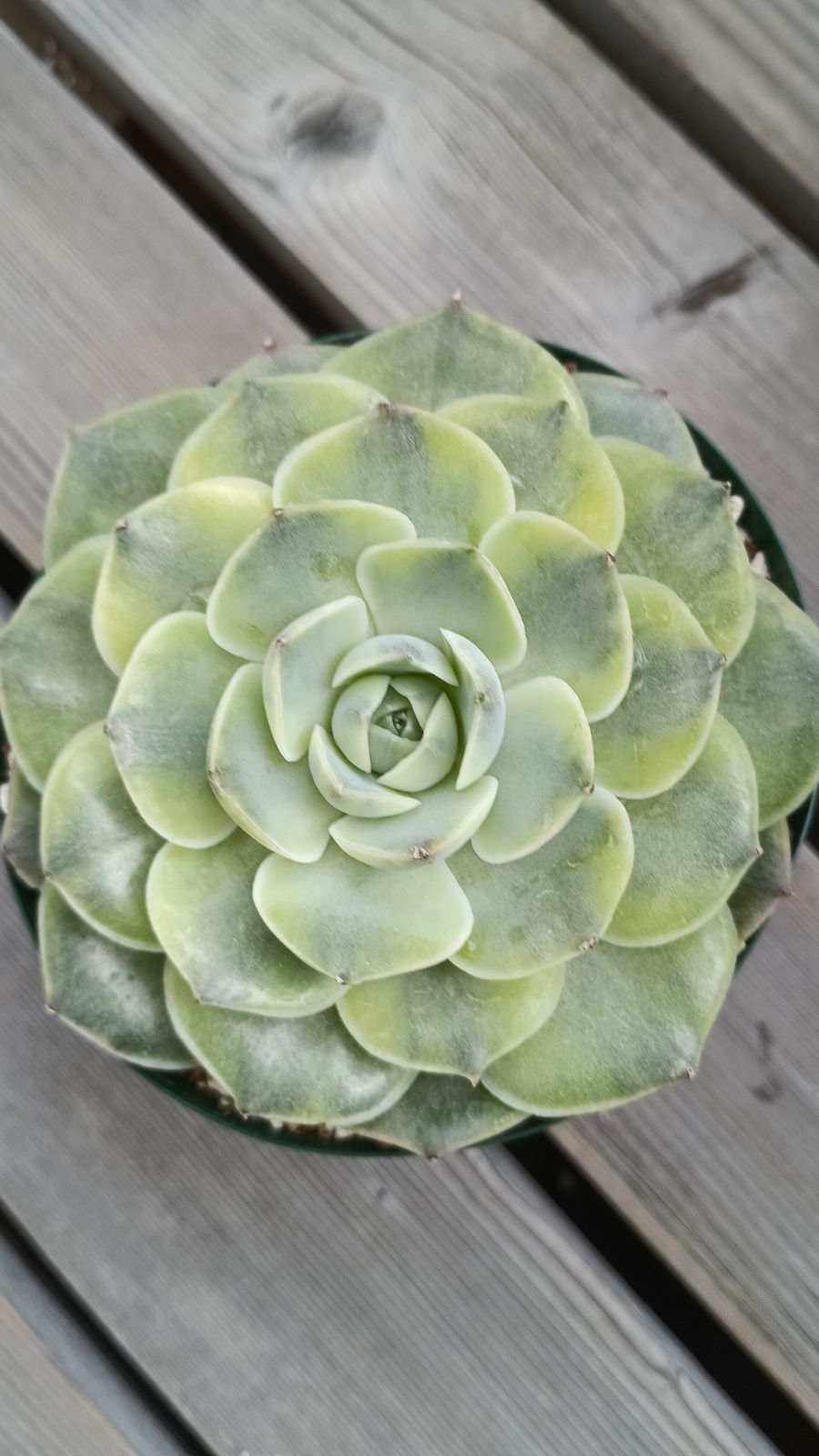 韓国輸入苗 メルカリ便 シムランス錦 大苗