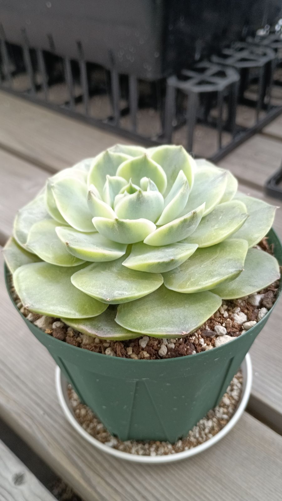 韓国輸入苗 メルカリ便 シムランス錦 大苗