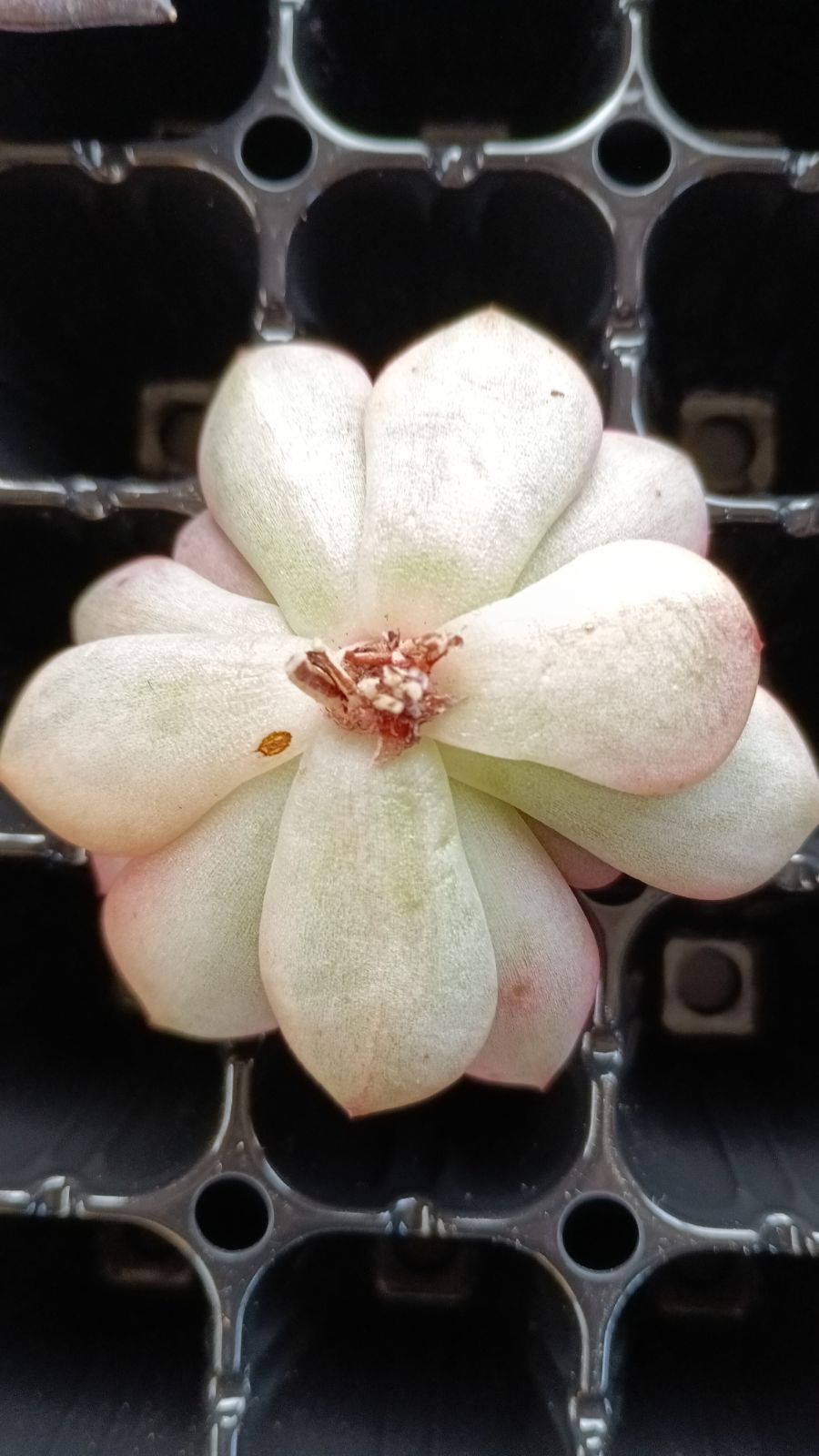 メルカリ便 アリエル錦