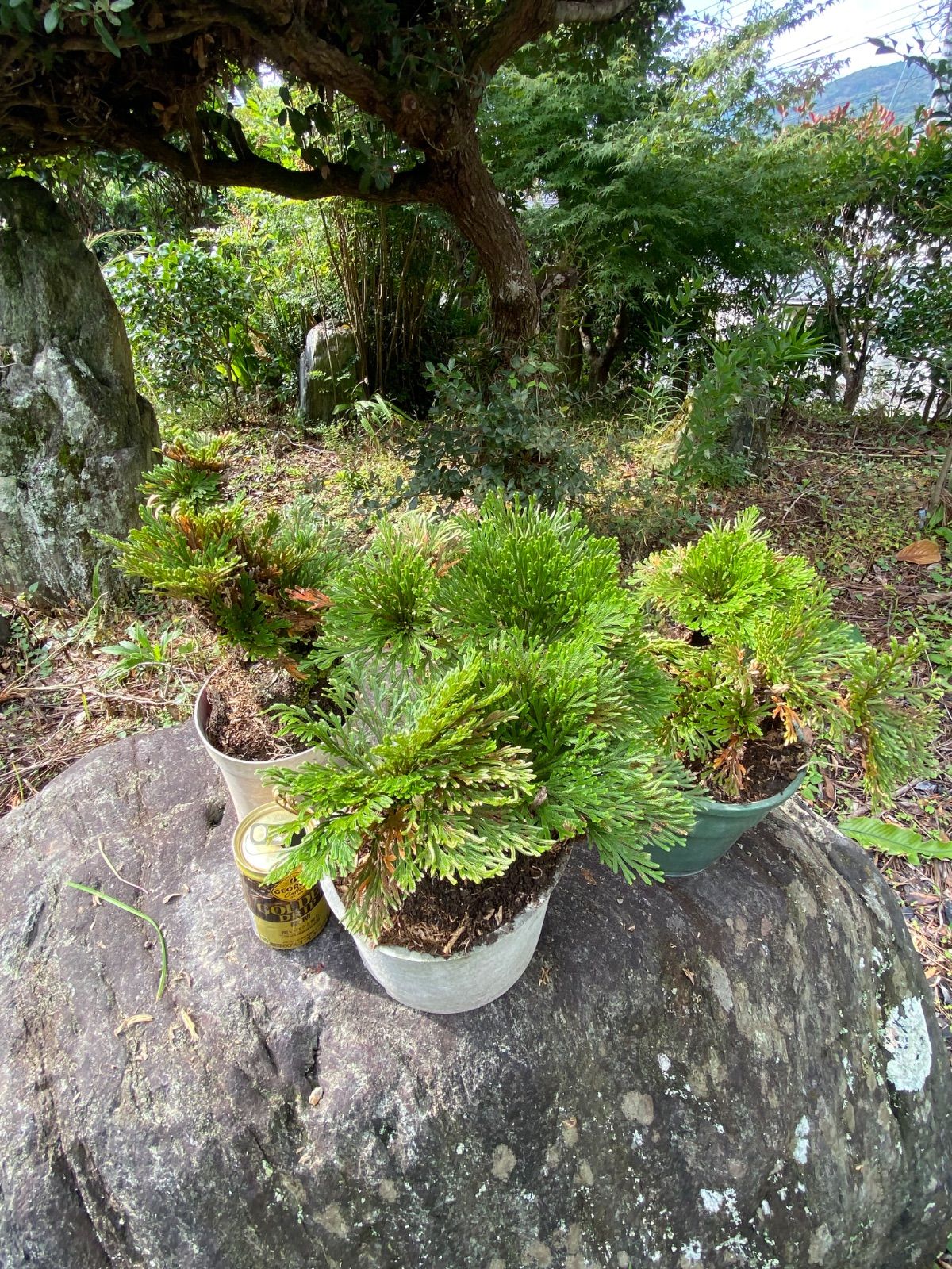 岩松盆栽 イワヒバ