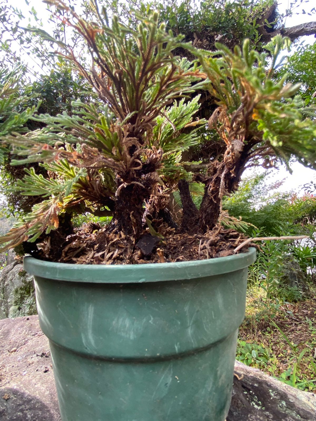 イワヒバ 鉢付き3点セット