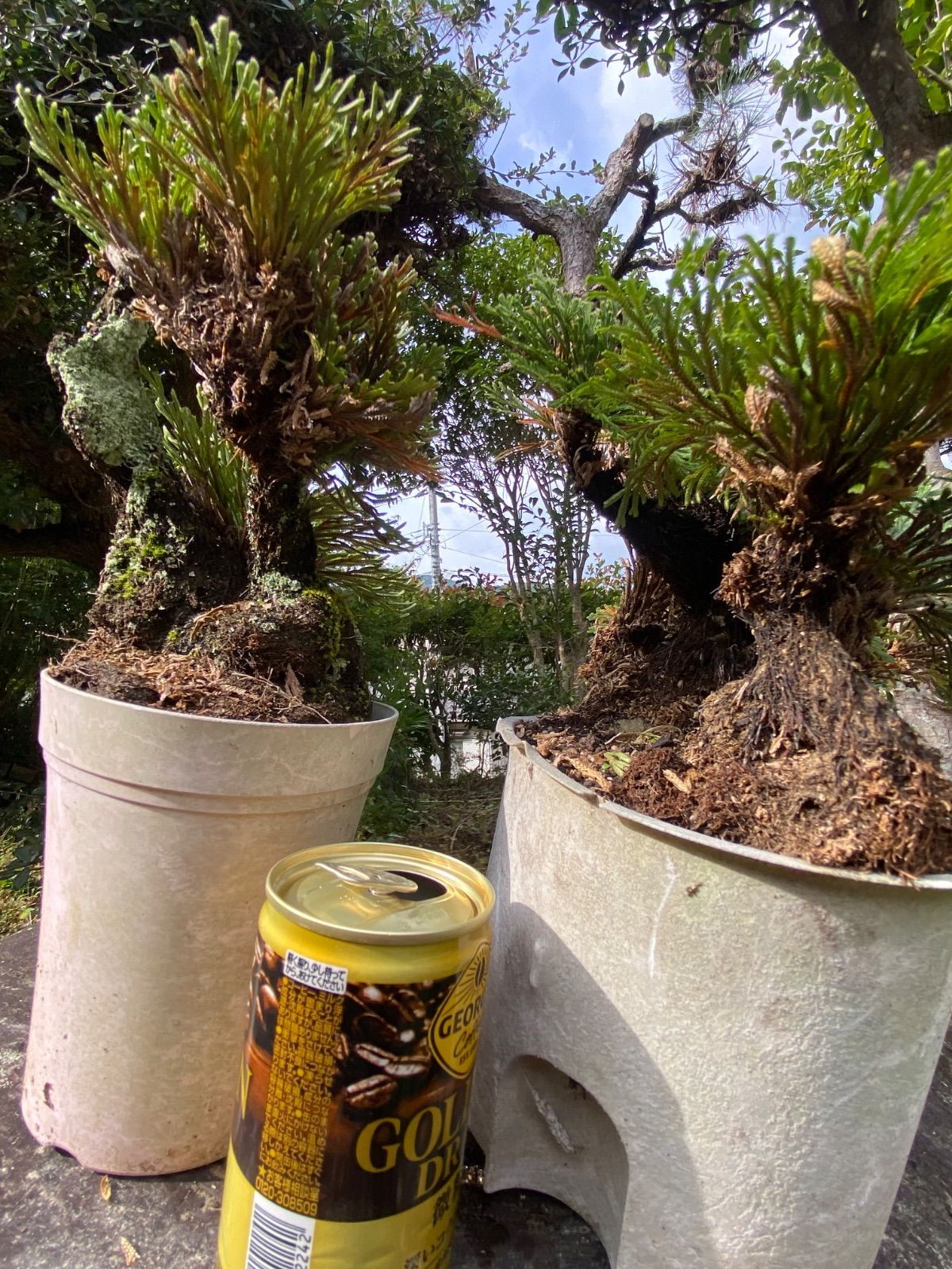 天然 岩松盆栽 イワヒバ 鉢付き3点セット