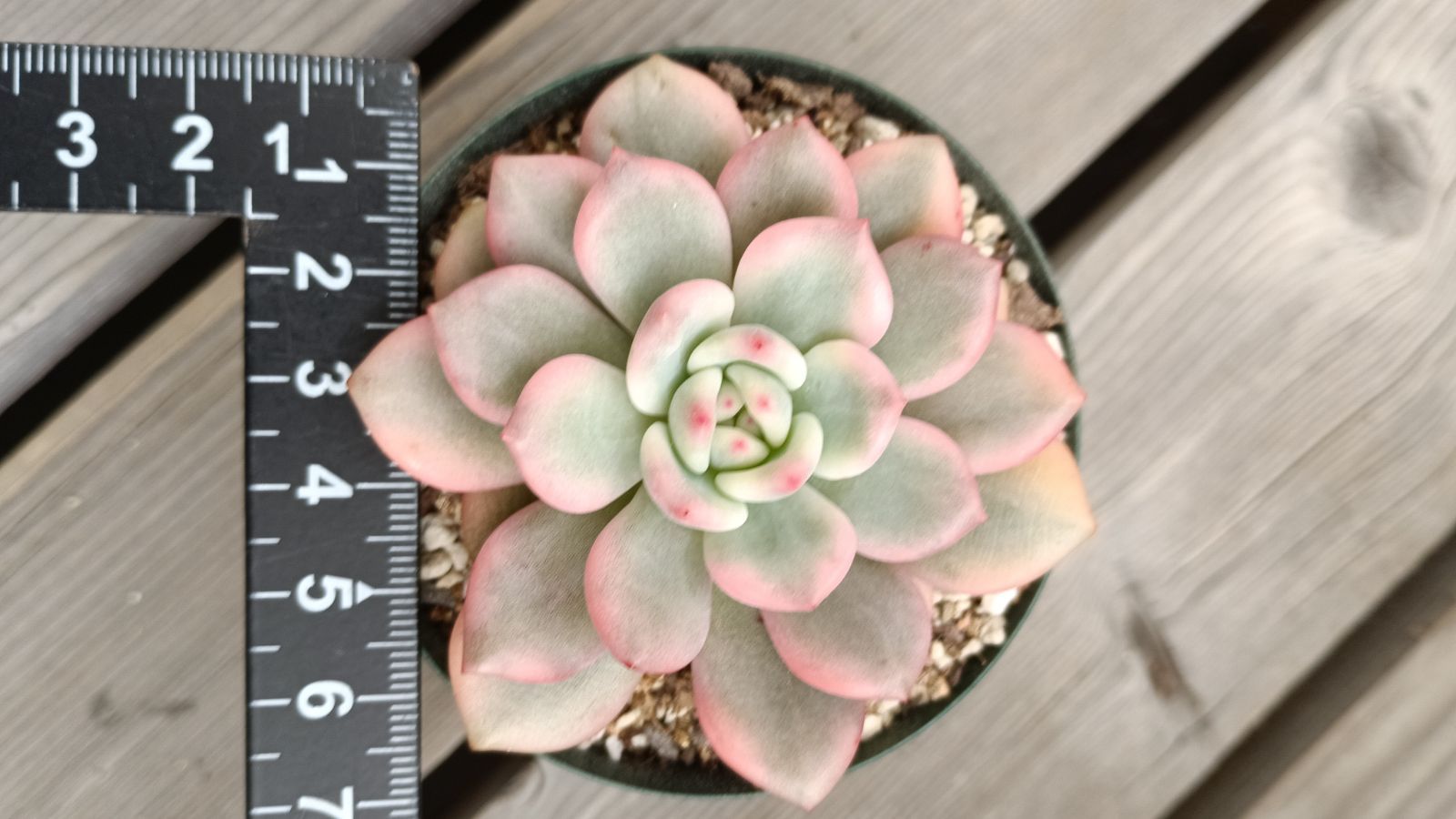 韓国輸入苗 メルカリ便 アリエル錦 WWW_GEBZETESISAT_COM_TR