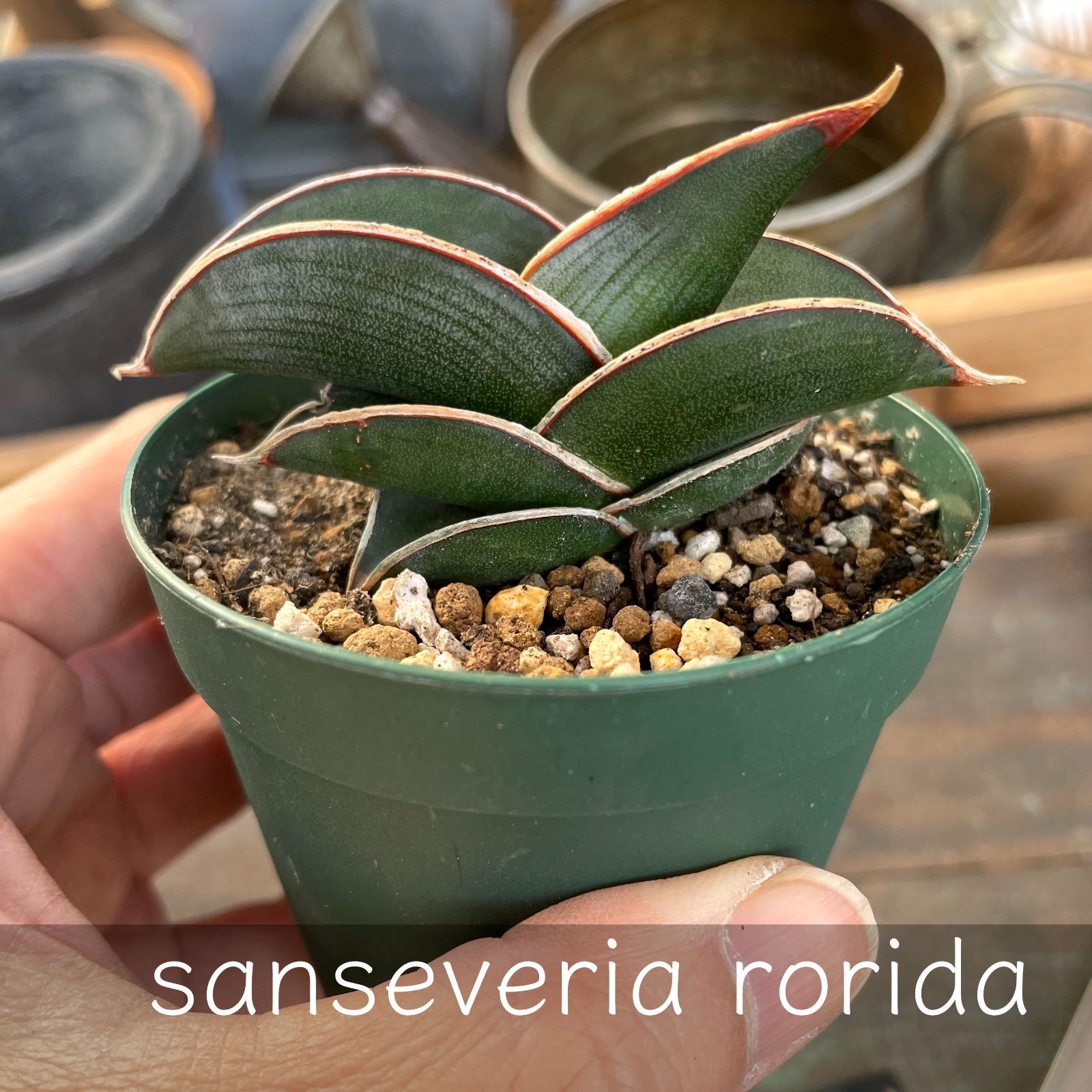 ☆S-9 超希少！大き目 サンスベリア ロリダ 斑入り ベアルート メルカリ便 ☆S-9 超希少！大き目 サンスベリア ロリダ 斑入り ベアルート