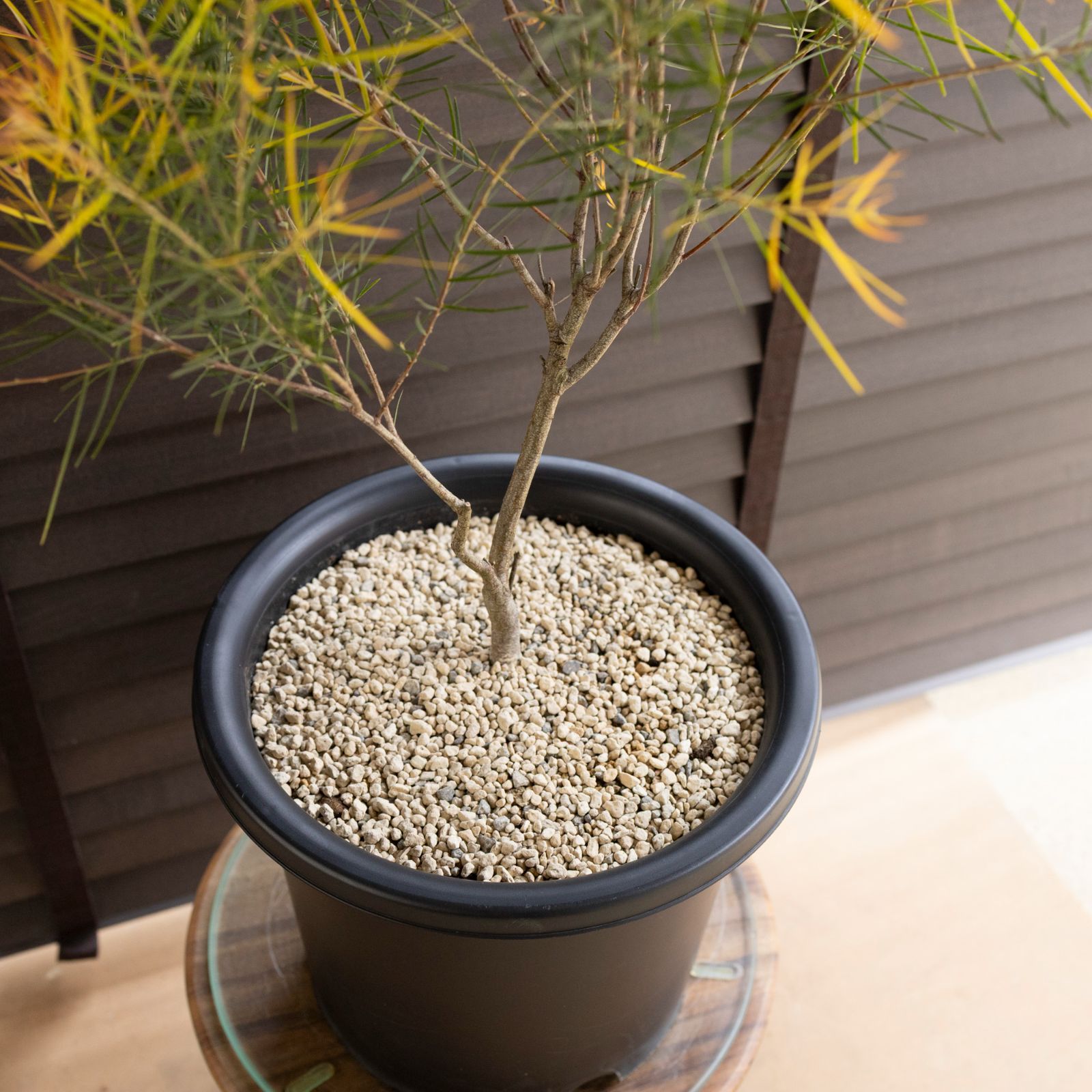  アカシア フェニックスゴールド 8号 Acacia Phenix g オージープランツ フロリバンダ 庭木 植木 1102 BK その他観葉植物 観葉植物