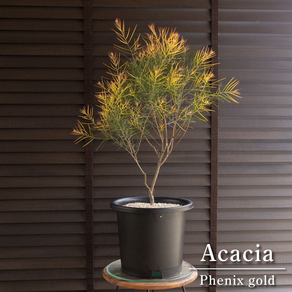 アカシア フェニックスゴールド 8号 Acacia Phenix g オージープランツ フロリバンダ 庭木 植木 1102BK