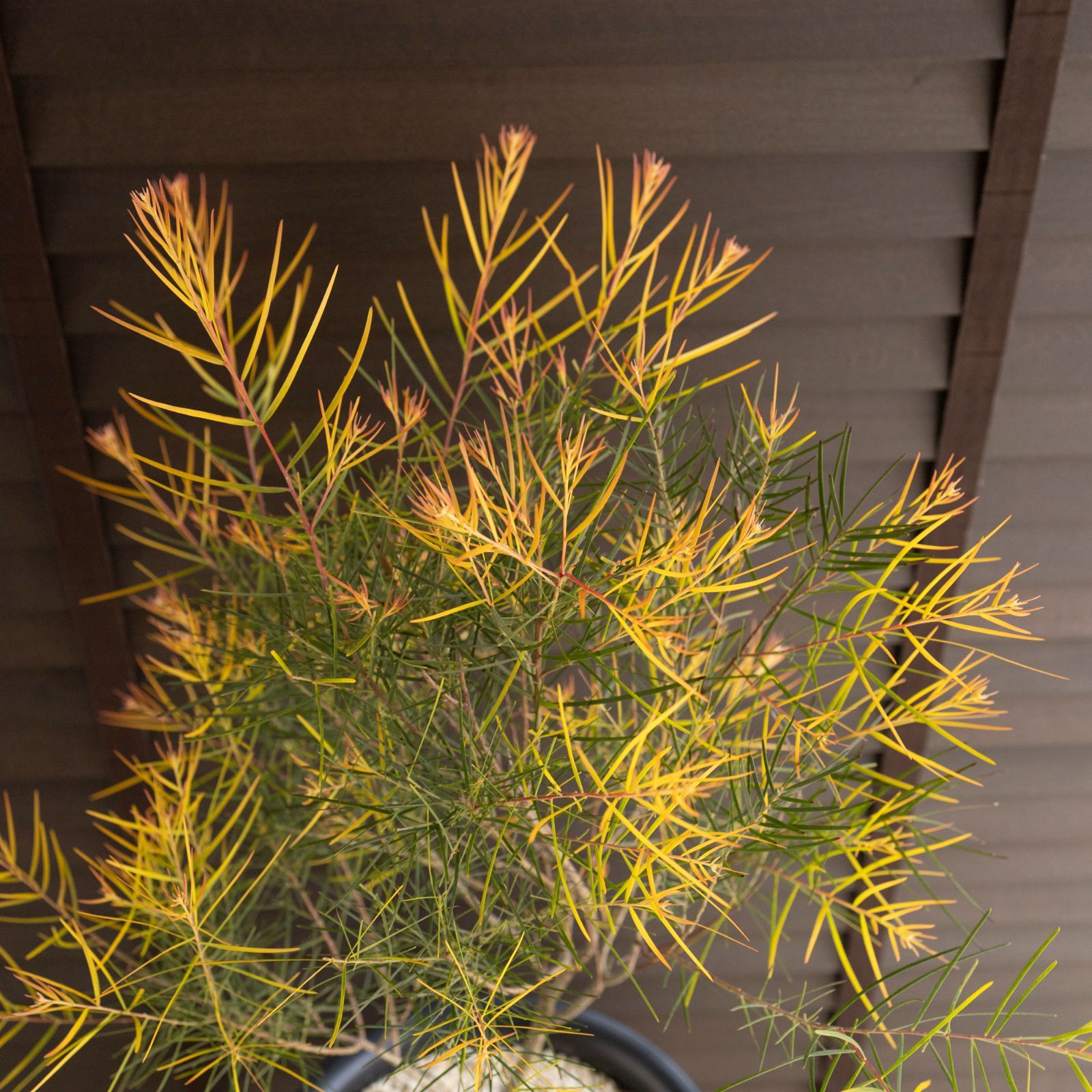 フロリバンダ 庭木