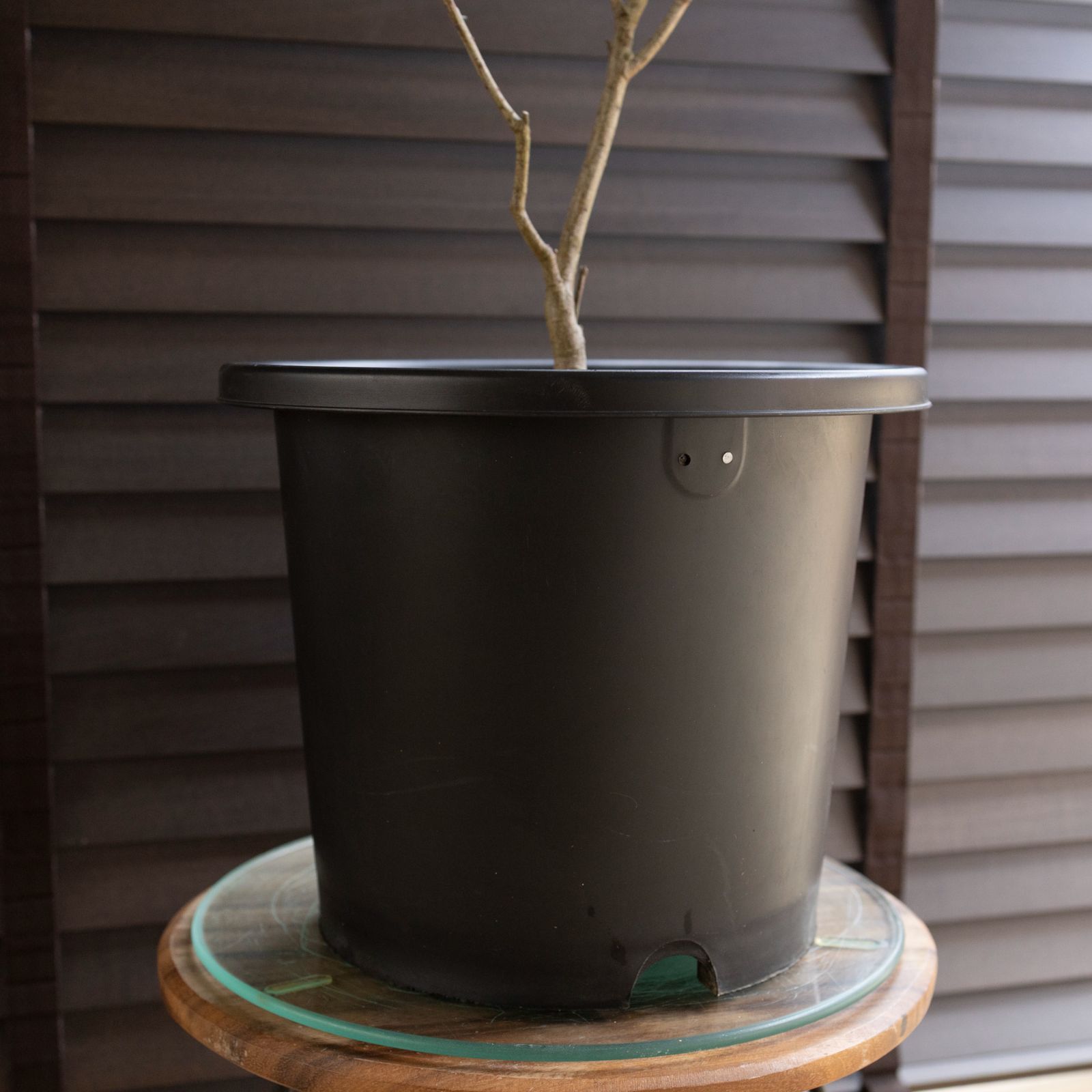 アカシア フェニックスゴールド 8号 Acacia Phenix g オージープランツ フロリバンダ 庭木 植木 1102BK