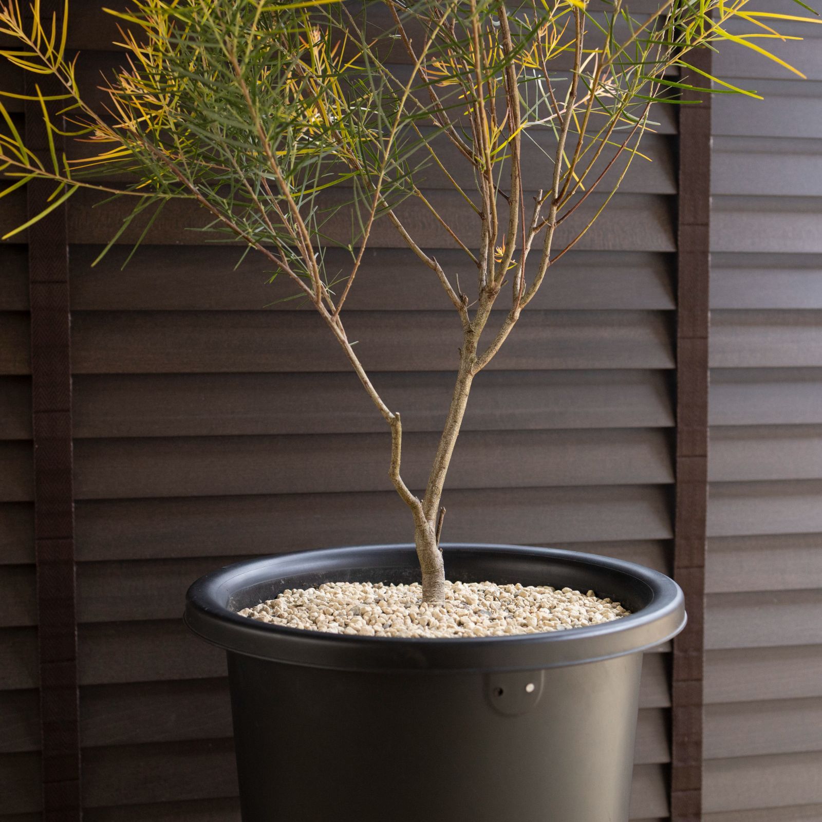 アカシア フェニックスゴールド