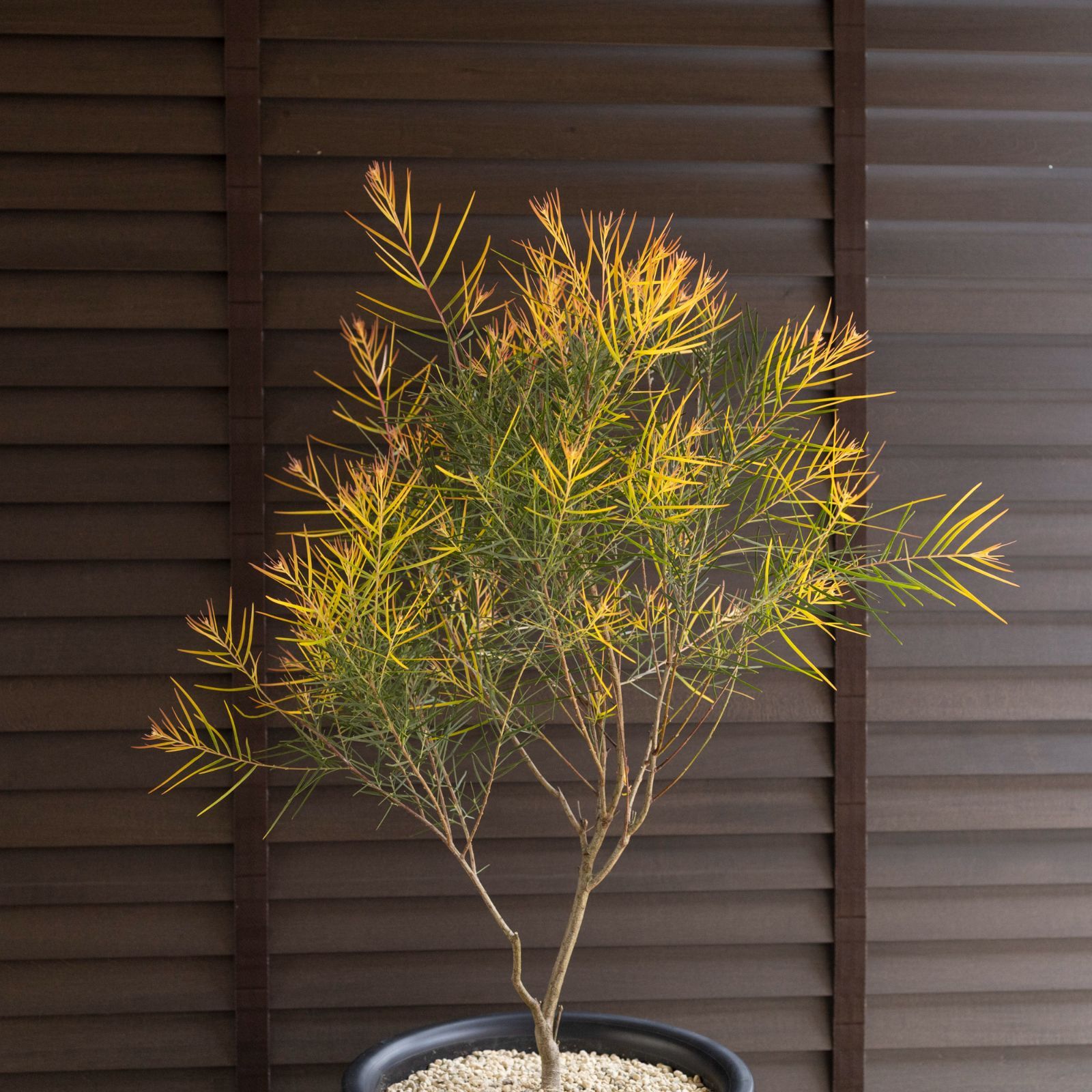 g オージープランツ