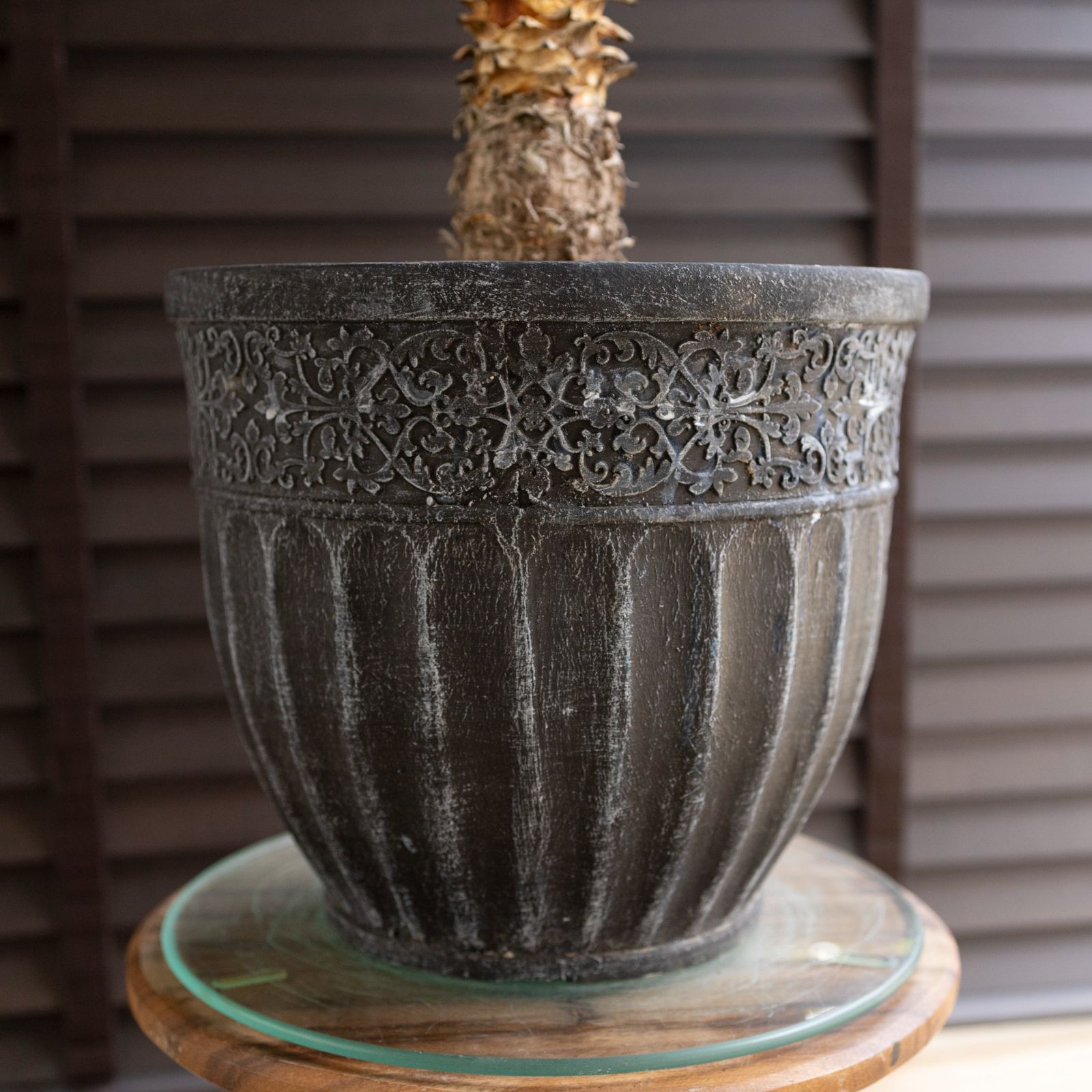 ユッカ デスメティアーナ Yucca Desmetiana 8号 陶器鉢 ヤシ 1102NV