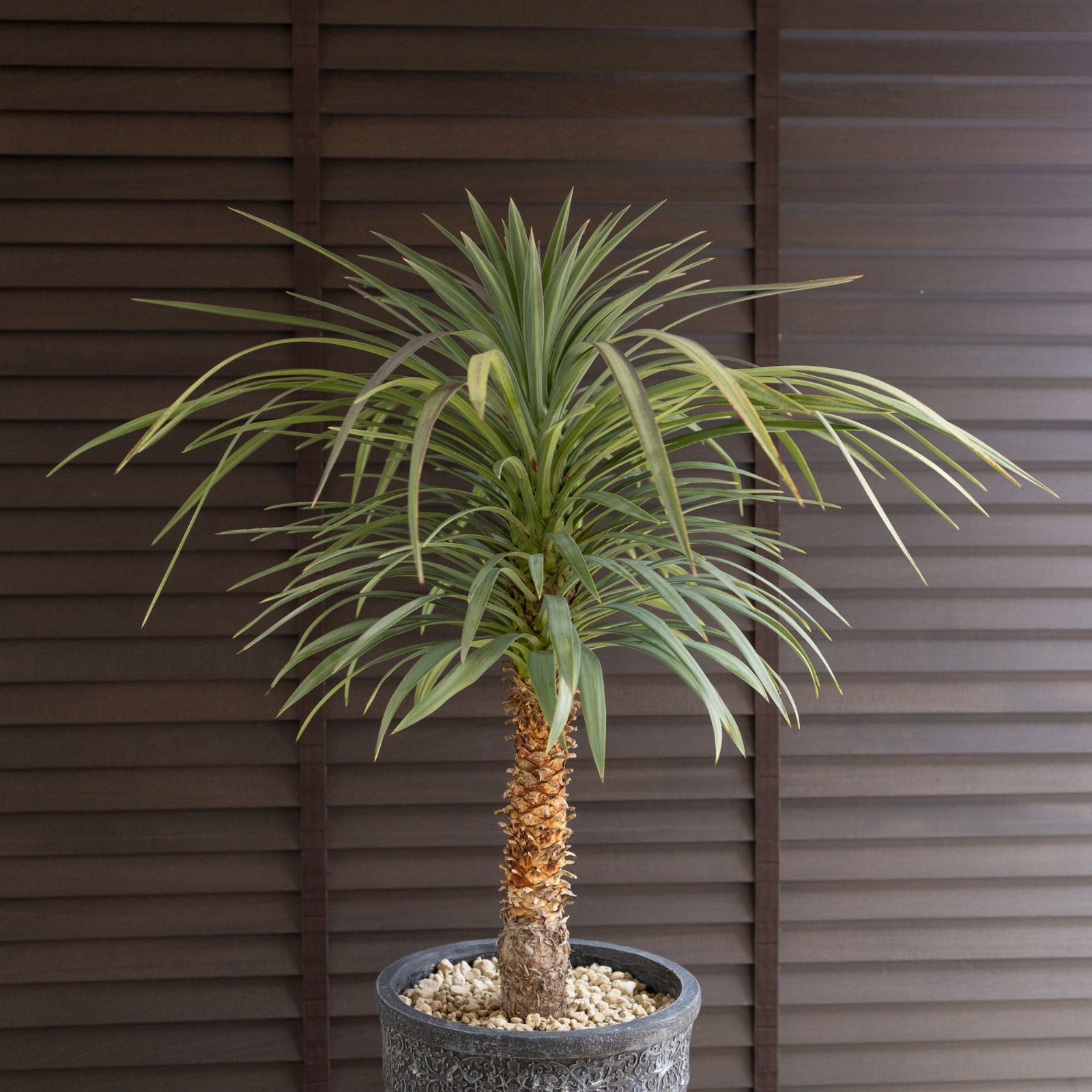 ユッカ デスメティアーナ Yucca Desmetiana 8号 陶器鉢 ヤシ 1102NV WWW_GEBZETESISAT_COM_TR