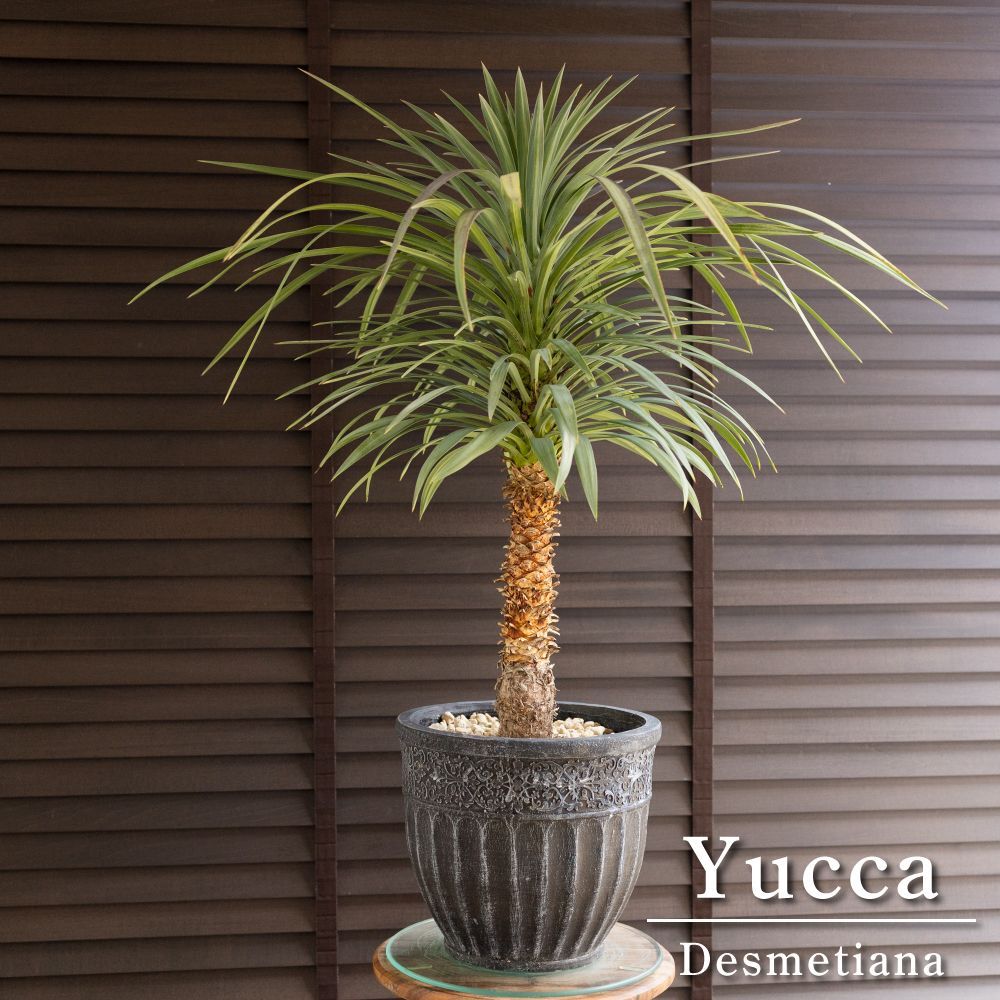 ユッカ デスメティアーナ Yucca Desmetiana 8号 陶器鉢 ヤシ 1102NV