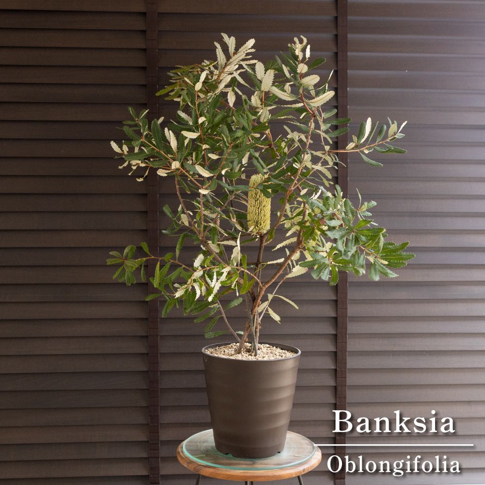ブラシ付き バンクシア オブロンギフォリア Banksia oblongifolia オージープランツ 1102 BR