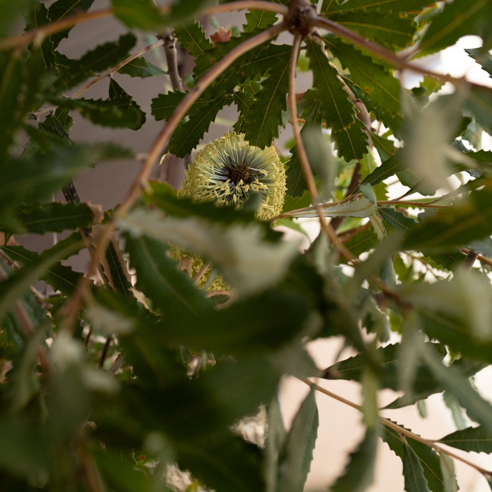 オージープランツ 1102