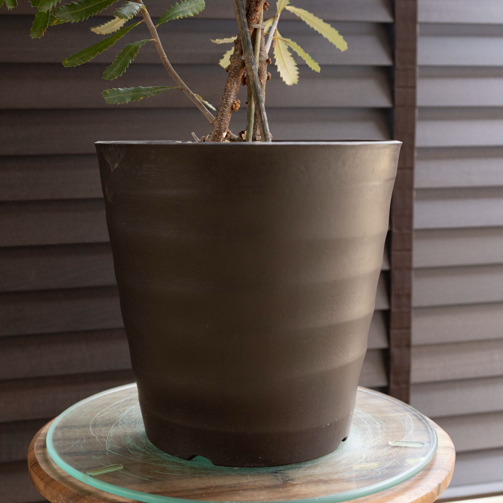 ブラシ付き バンクシア オブロンギフォリア Banksia oblongifolia オージープランツ 1102BR