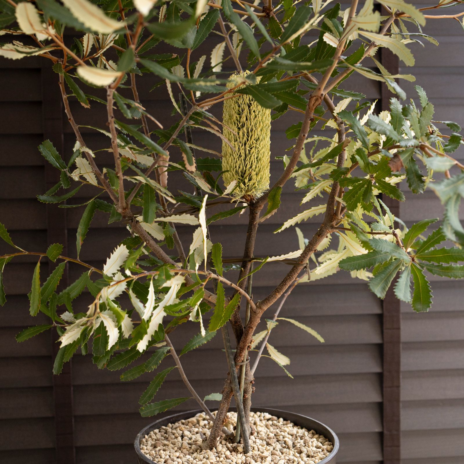 オブロンギフォリア