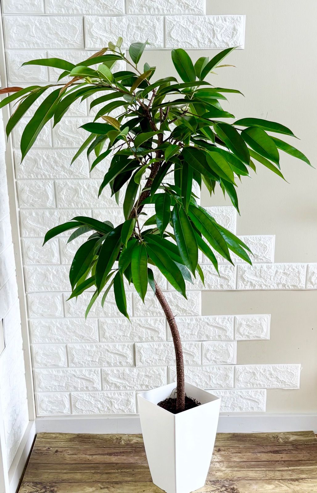 フィカスアムステルダムキング⭐️曲がり - メルカリ